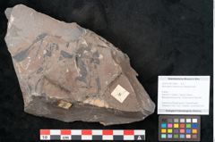 Foto (Objekt + Etikett) von Neuropteris karwinensis Ettingshausen (NHMW-GEO-2024-0188-10665)